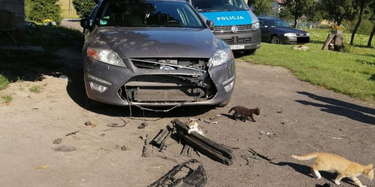 Psy zniszczyły samochód, bo… pod nim ukrył się kot