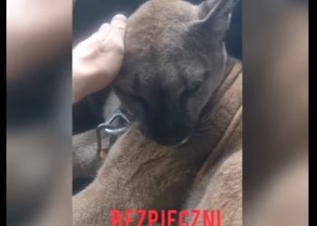 Uciekł z pumą do lasu. Opublikował nagranie [WIDEO]