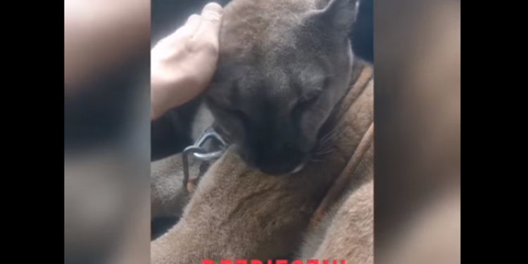 Uciekł z pumą do lasu. Opublikował nagranie [WIDEO]