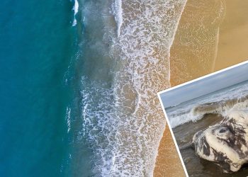 Gigantyczna ryba znaleziona na plaży. „Wyglądała jak kosmita” [FOTO]