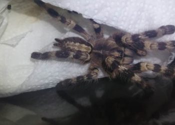 Egzotyczny pająk pojawił się w Warszawie. Okazało się, że to… ptasznik olbrzymi!