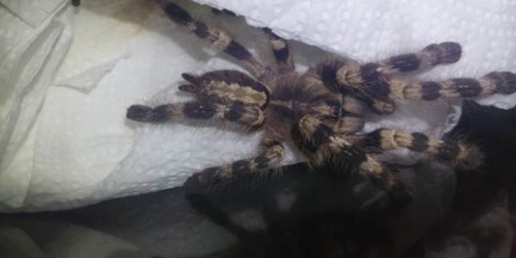 Egzotyczny pająk pojawił się w Warszawie. Okazało się, że to… ptasznik olbrzymi!