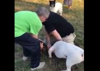 awantura niebezpiecznegopsa