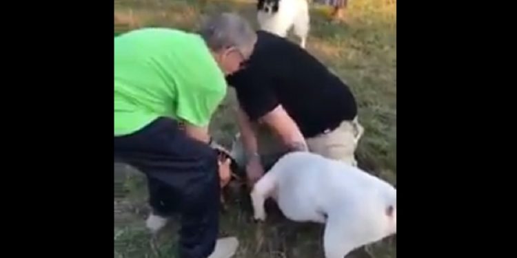 awantura niebezpiecznegopsa