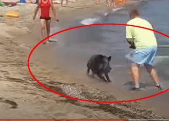 Dzik wbiegł w tłum turystów nad Bałtykiem [WIDEO]