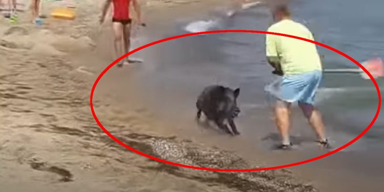 Dzik wbiegł w tłum turystów nad Bałtykiem [WIDEO]