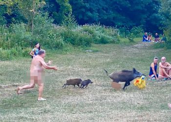 Dzik ukradł nudyście torbę z laptopem. Zdjęcia obiegły sieć