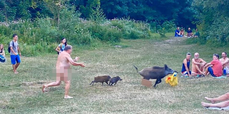 Dzik ukradł nudyście torbę z laptopem. Zdjęcia obiegły sieć