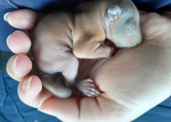 Mieszkanka Warszawy myślała, że to mały piesek. Prawda okazała się zupełnie inna [FOTO]