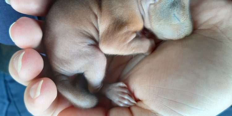 Mieszkanka Warszawy myślała, że to mały piesek. Prawda okazała się zupełnie inna [FOTO]