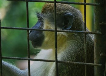 zwierzęta małpa klatka