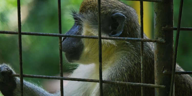 zwierzęta małpa klatka