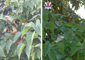 W malinach znalazł ogromną jaszczurkę. Okazało się, że to legwan