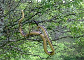 Ogromny wąż na drzewie w Bieszczadach! Pokazali zdjęcia [FOTO]