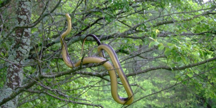 Ogromny wąż na drzewie w Bieszczadach! Pokazali zdjęcia [FOTO]