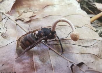 Ten grzyb zmienia ofiary w „zombie”. Pojawił się w polskich lasach! [FOTO]