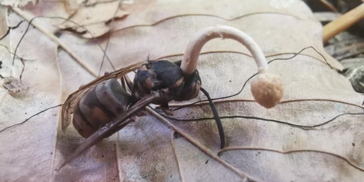 Ten grzyb zmienia ofiary w „zombie”. Pojawił się w polskich lasach! [FOTO]