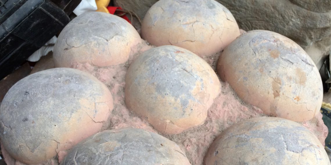 Odnaleźli jaja dinozaurów! W kilku prawdopodobnie są embriony