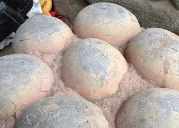 Odnaleźli jaja dinozaurów! W kilku prawdopodobnie są embriony