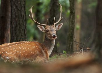Jeleń zaatakował grzybiarzy! Jednego ciągnął po ziemi