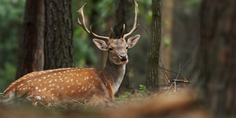 Jeleń zaatakował grzybiarzy! Jednego ciągnął po ziemi