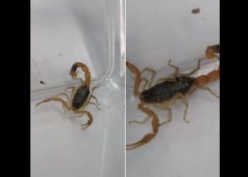 Toruń. Skorpion w sklepie odzieżowym! Ukrył się w kurtce