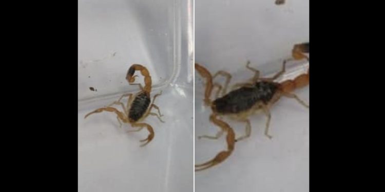 Toruń. Skorpion w sklepie odzieżowym! Ukrył się w kurtce