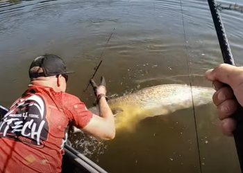 Gigantyczny sum w Wiśle! Pokazali nagranie z połowu „smoka wawelskiego” [WIDEO]