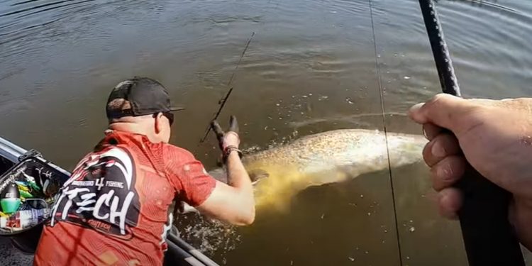 Gigantyczny sum w Wiśle! Pokazali nagranie z połowu „smoka wawelskiego” [WIDEO]