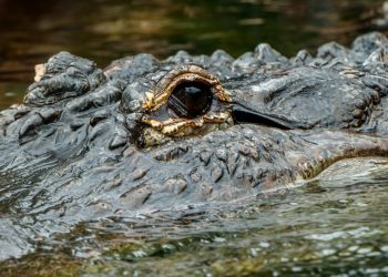 Aligator nad Odrą we Wrocławiu! Spacerowicze wezwali służby