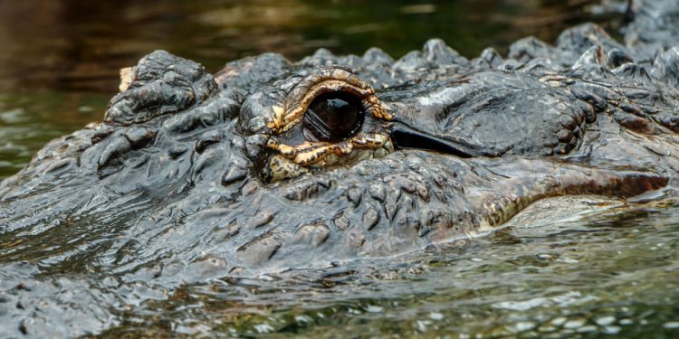 Aligator nad Odrą we Wrocławiu! Spacerowicze wezwali służby