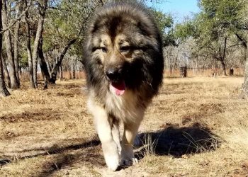 Pies dotkliwie pogryzł 10-latkę! Właścicielce grozi więzienie