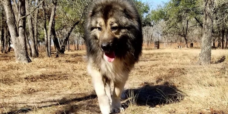 Pies dotkliwie pogryzł 10-latkę! Właścicielce grozi więzienie