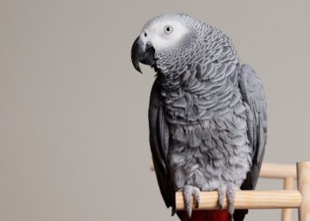 Papugi z zoo nauczyły się przeklinać. Obrażają zwiedzających