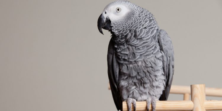 Papugi z zoo nauczyły się przeklinać. Obrażają zwiedzających