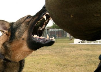 Cztery psy rzuciły się na kobietę z dziećmi! Właściciel pijany