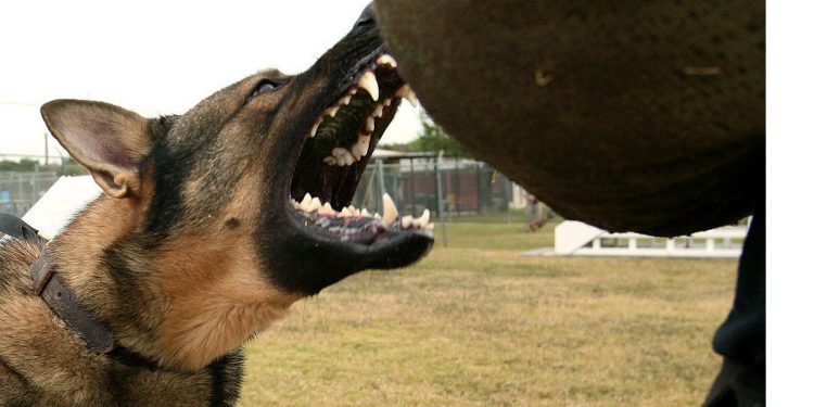 Cztery psy rzuciły się na kobietę z dziećmi! Właściciel pijany