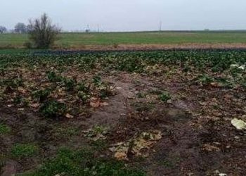 Kradli kapustę z pola i wpadli. Spowodowali duże straty