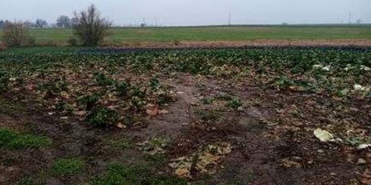 Kradli kapustę z pola i wpadli. Spowodowali duże straty