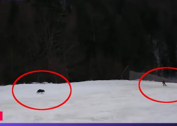 Niedźwiedź gonił narciarza po stoku! Wszystko nagrano [WIDEO]