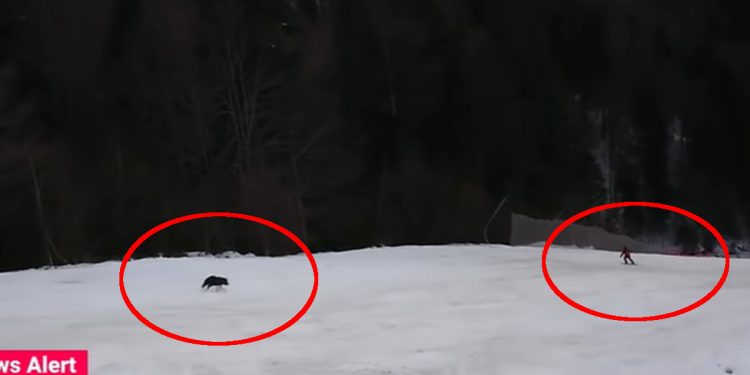Niedźwiedź gonił narciarza po stoku! Wszystko nagrano [WIDEO]