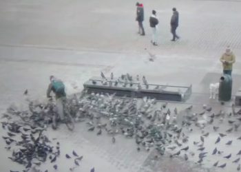 Bulwersująca scena w Krakowie. Dostawca jedzenia rozjechał gołębie, odpowie przed sądem [WIDEO]