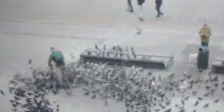 Bulwersująca scena w Krakowie. Dostawca jedzenia rozjechał gołębie, odpowie przed sądem [WIDEO]