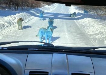 Zagadka niebieskich psów rozwiązana. Wiadomo, dlaczego ich sierść zmieniła kolor
