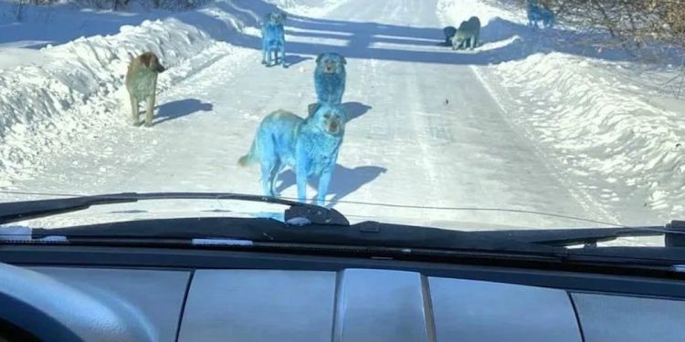 Zagadka niebieskich psów rozwiązana. Wiadomo, dlaczego ich sierść zmieniła kolor