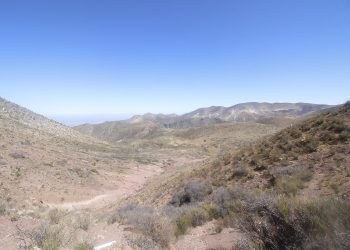 Wyjechali w poszukiwaniu pracy. Polacy ofiarami handlu narządami