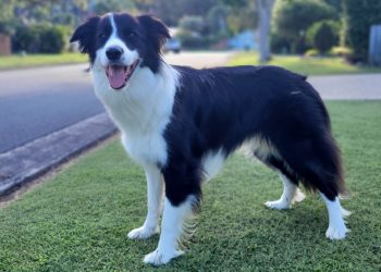 Pies od dwóch miesięcy czeka na pana. Ten przebywa w szpitalu