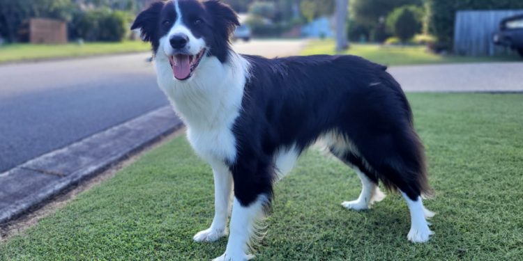 Pies od dwóch miesięcy czeka na pana. Ten przebywa w szpitalu