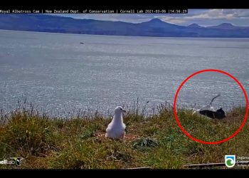 Albatrosowi zdecydowanie nie wyszło lądowanie. Zabawne nagranie hitem sieci [WIDEO]