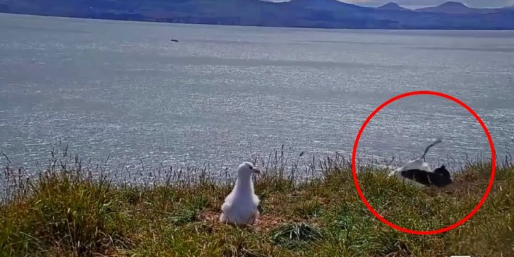 Albatrosowi zdecydowanie nie wyszło lądowanie. Zabawne nagranie hitem sieci [WIDEO]